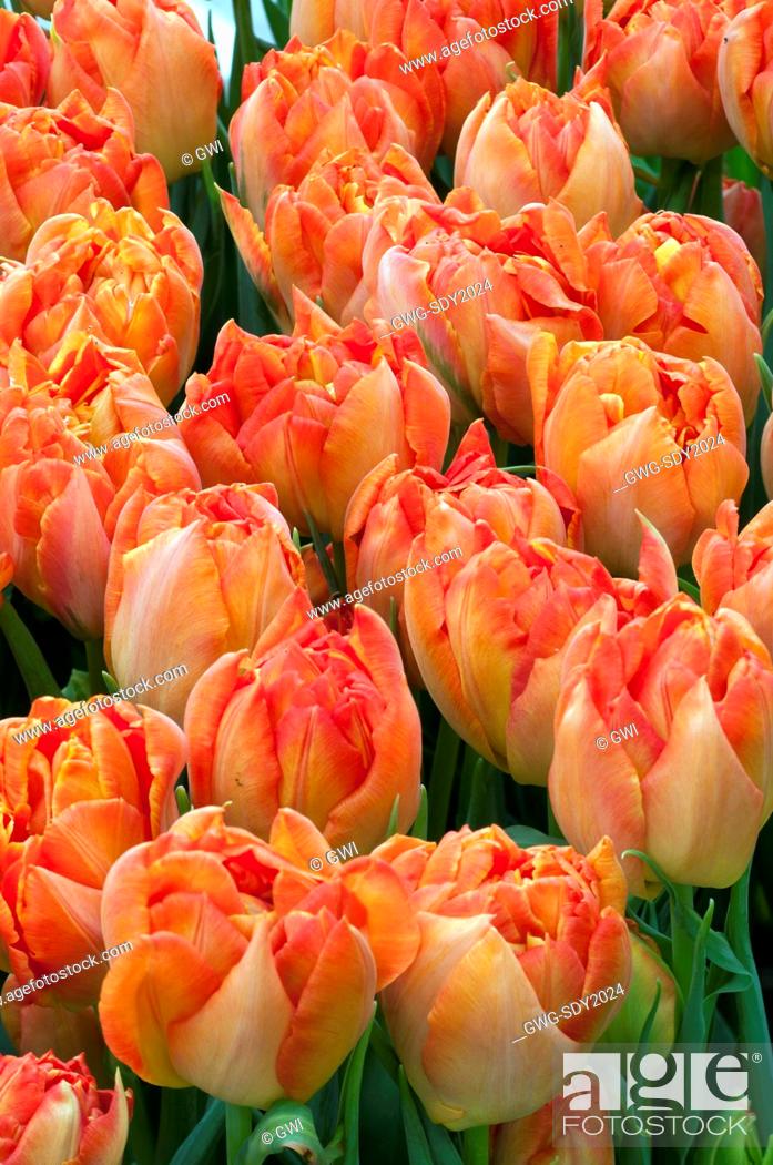 Tulipa 'Monte Orange'